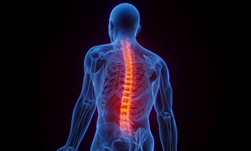a rendering of a person's skeletal structure with the spine highlighter