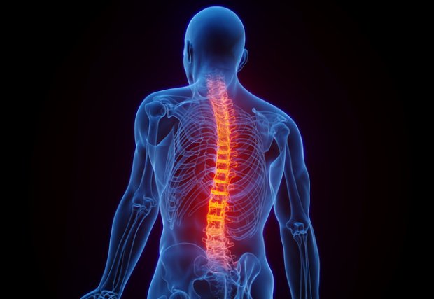 a rendering of a person's skeletal structure with the spine highlighter