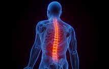 a rendering of a person's skeletal structure with the spine highlighter